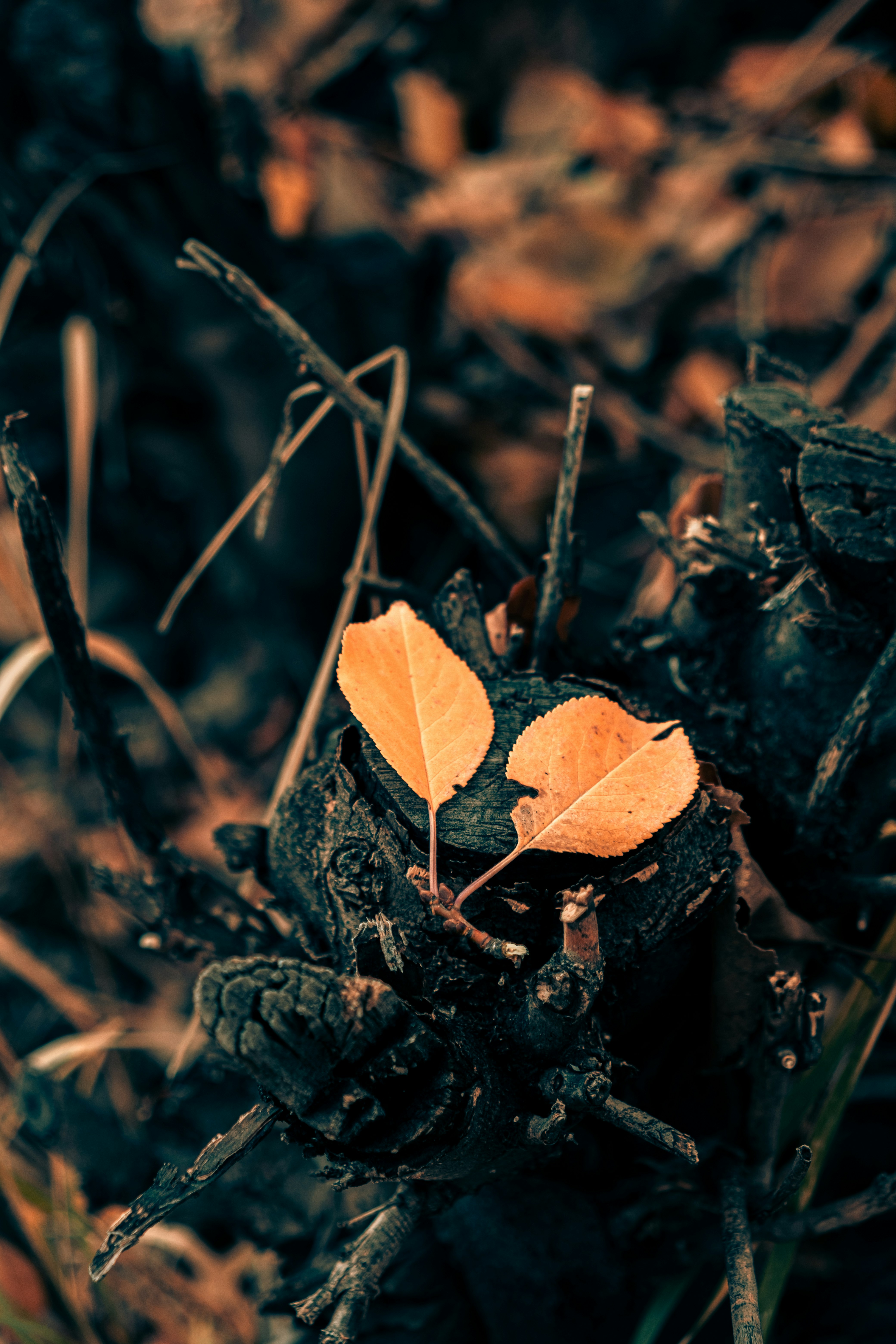 brown dried leaf on brown dried leaves